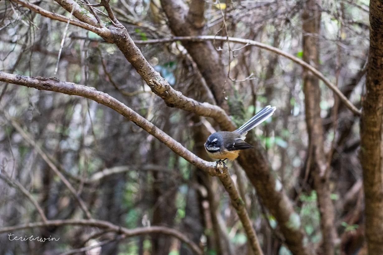 The Ultimate Guide to Birding on Kauai (2023) | Hawaii Travel with Kids