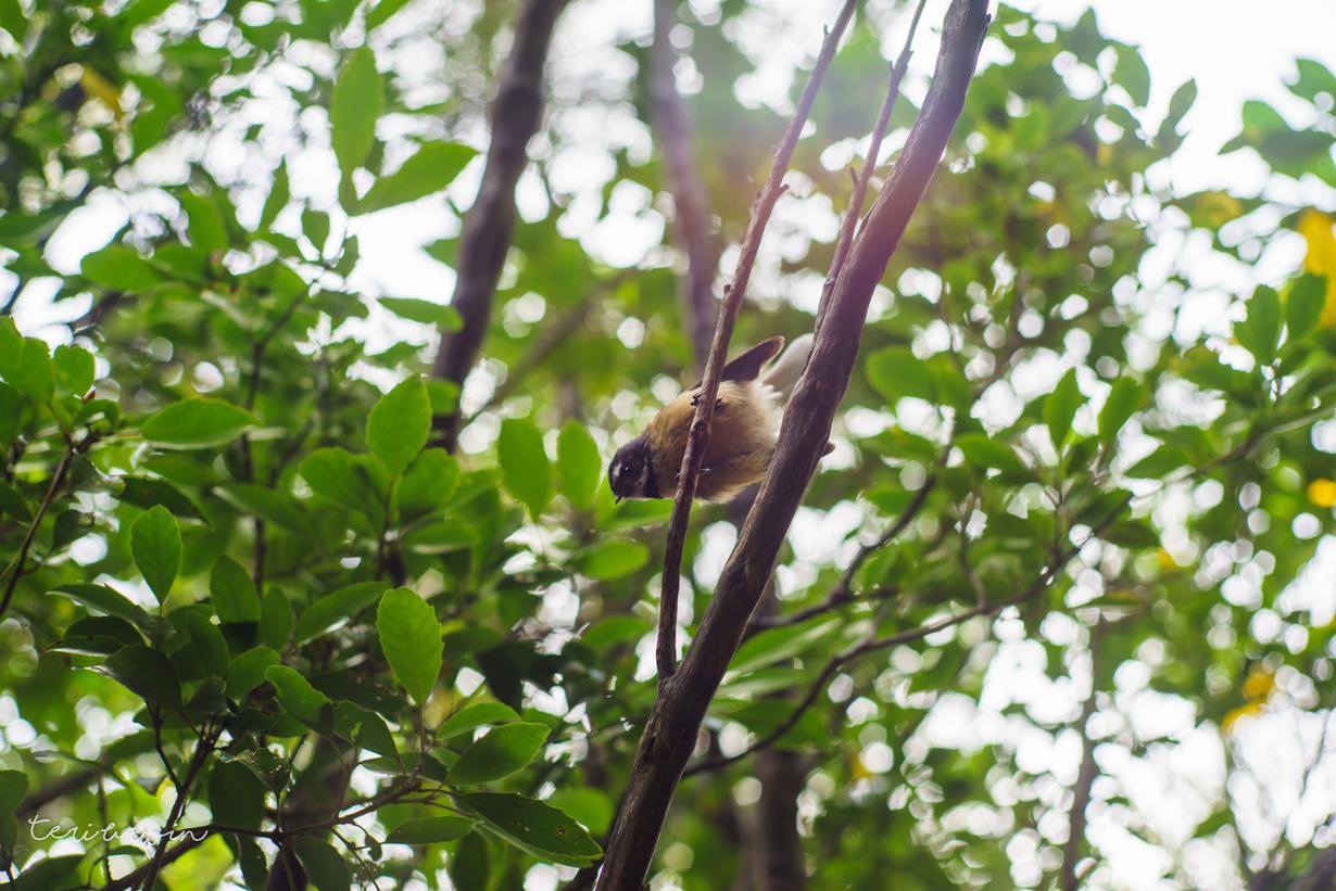 Talented birder resumes immersive tours at Oak Bay's Cattle Point -  Vancouver Island Free Daily